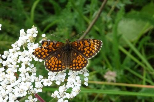 Melitaea athalia